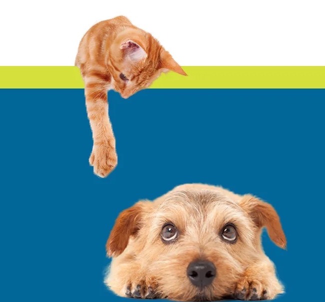 A cat and dog, illustrating the cats and dogs cared for by the Santa Cruz County Animal Shelter