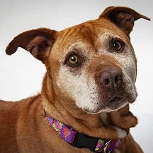 A dog in the care of the Santa Cruz County Animal Shelter